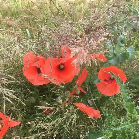 High Oak * Thirsk